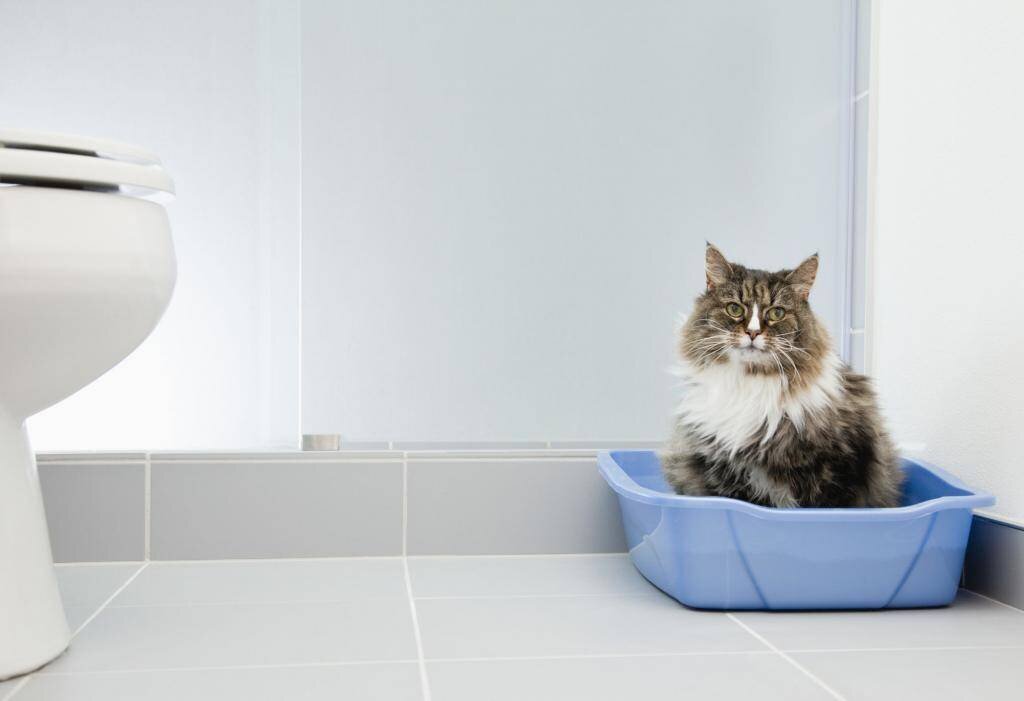 Доктор, помогите, кот не ходит в туалет. Клинический случай | Рассказы о  жизни ветеринарного врача | Дзен