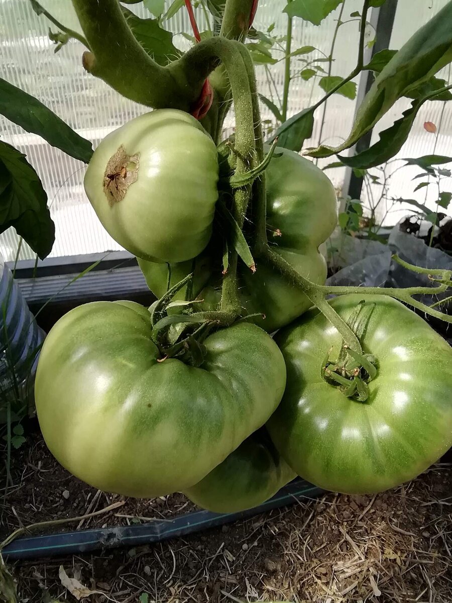 Сорт Данко. 26 ию.ня