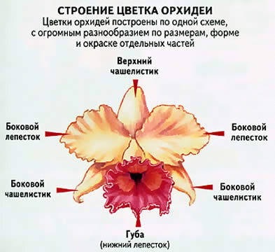 Строение орхидеи схема