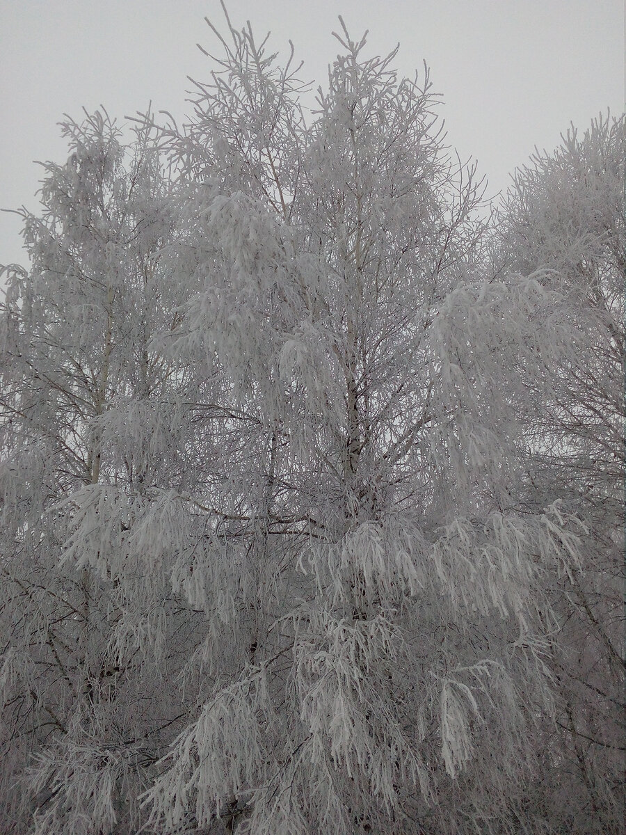 Зимнее серебро