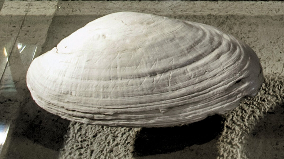 Раковина из местонахождения Триниль, Ява, 540–430 тысяч лет назад © Музей «Натуралис», Нидерланды