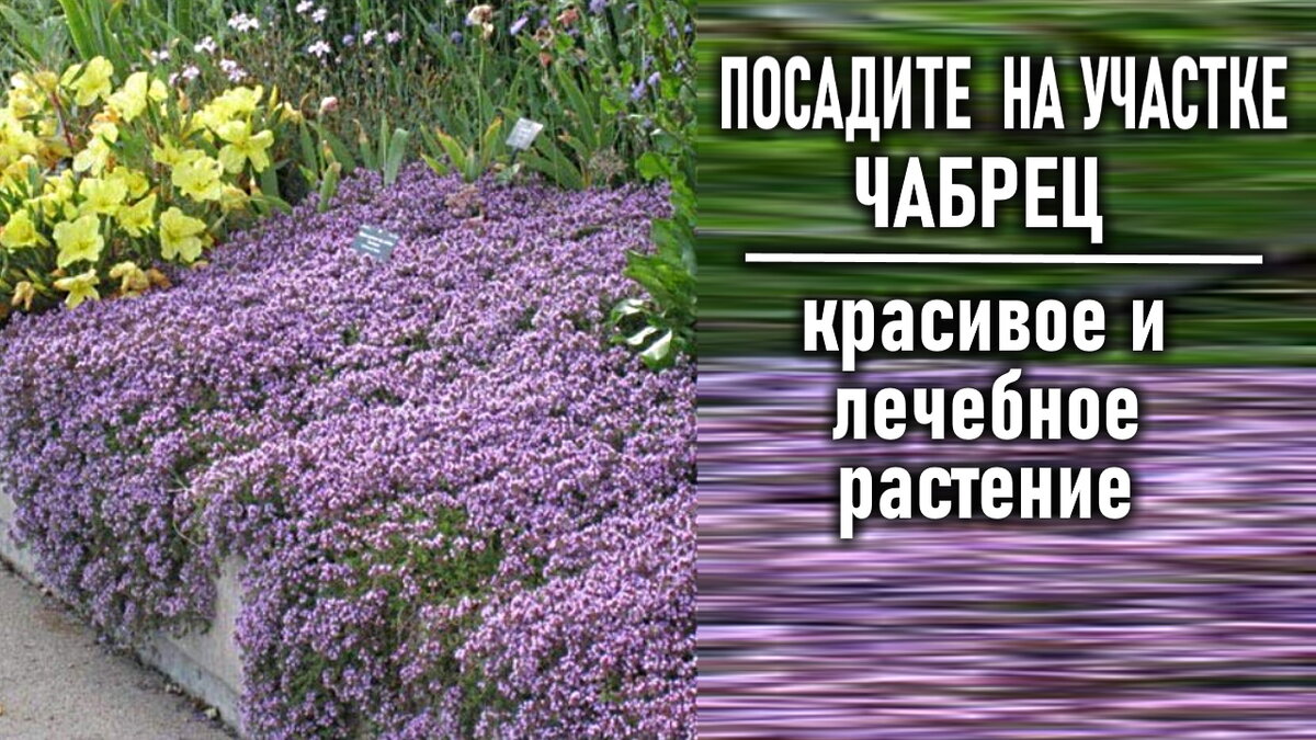 Здравствуйте. С вами Светлана и канал ЛЮБИМАЯ УСАДЬБА Если вы посадите на своем огороде или в цветнике чабрец, то получите сразу несколько полезных преимуществ.