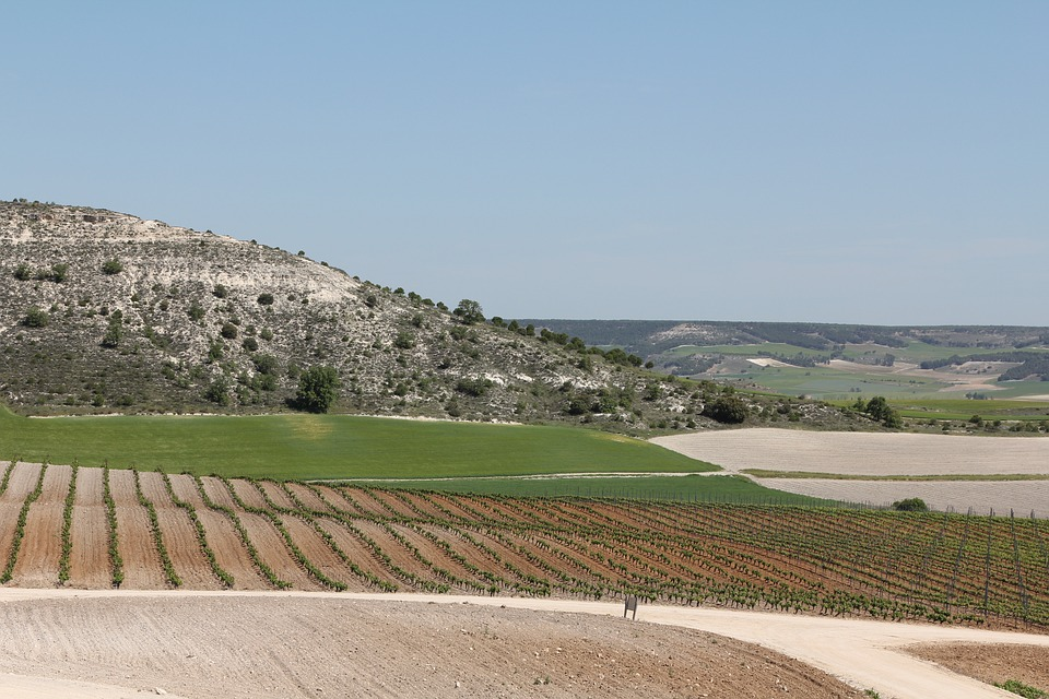 Разнообразие терруаров позволяет производить в Испании красные и белые, тихие и игристые, сухие, сладкие и лучшие в мире крепленые вина