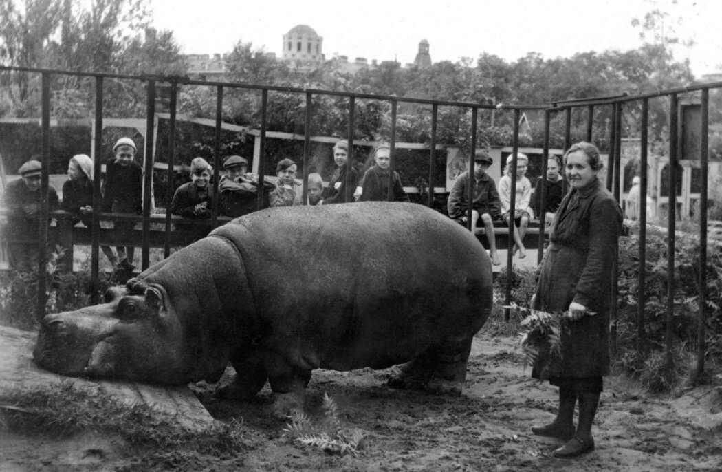 Бегемотиха Красавица вместе со своим "ангелом-хранителем" - сотрудницей зоосада Е. И. Дашиной. (Исходное изображение найдено на drive2.ru).