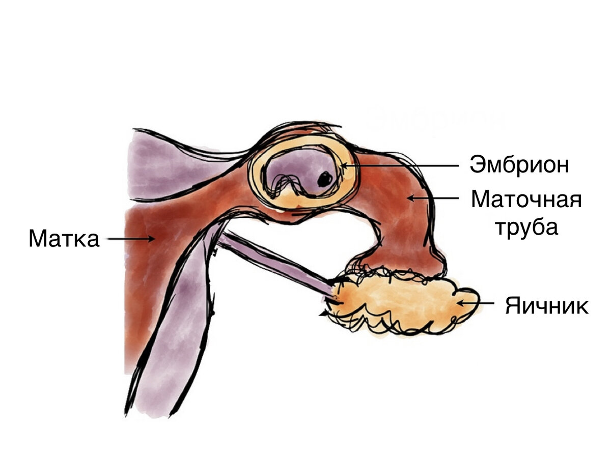 Фаллопиевы трубы рисунок