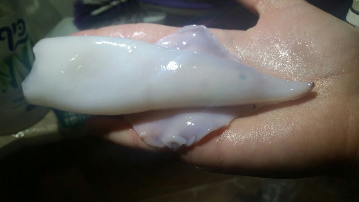    Кальмары тушеные в сливках с овощами