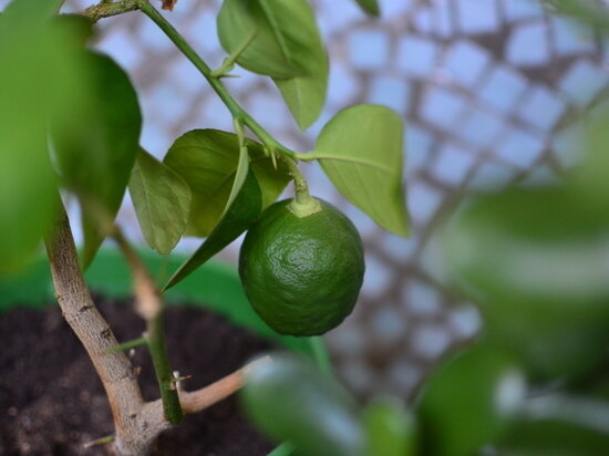     Что делать, чтобы лимон начал плодоносить: советы хабаровчанам / Екатерина Селиванова