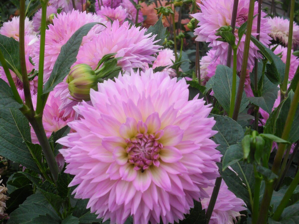 Георгина Сакура Фубуки