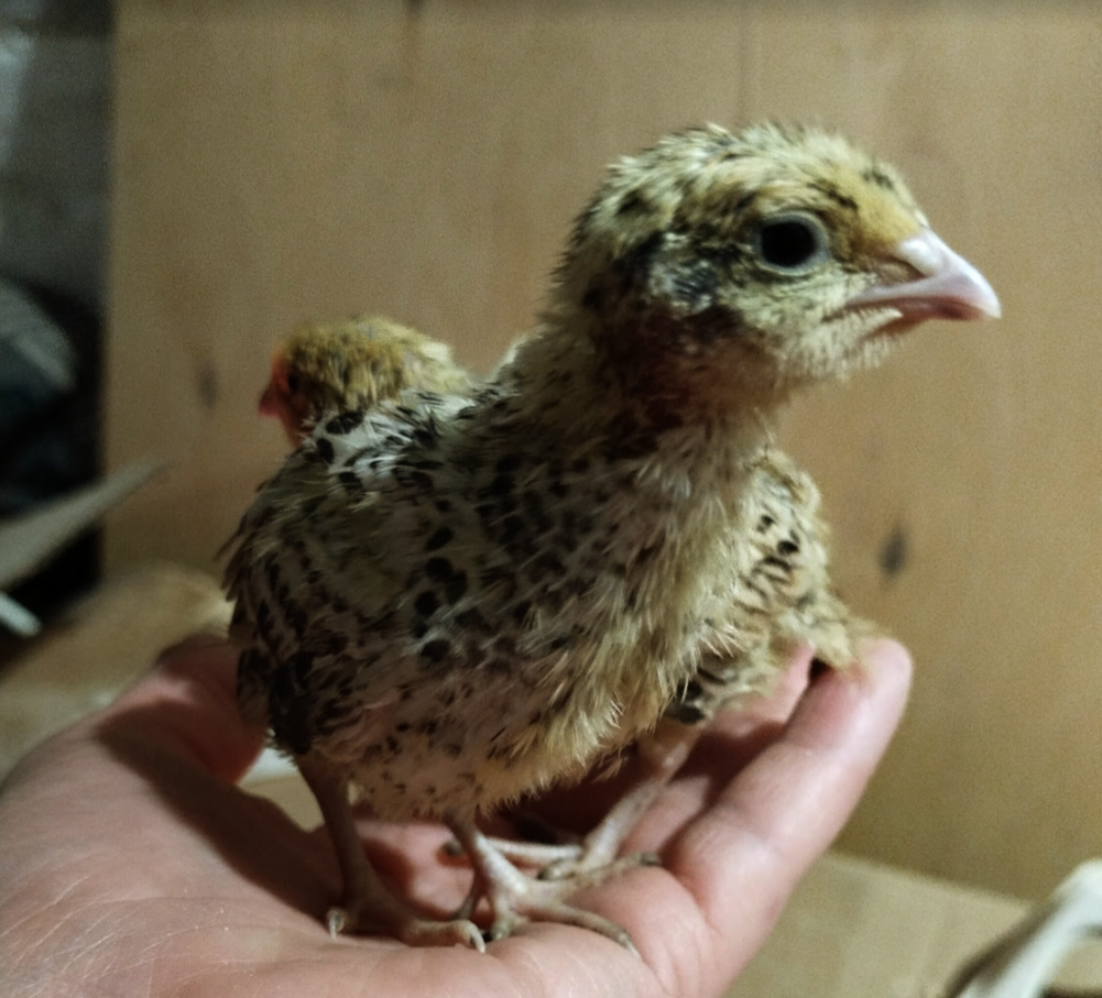 Малыш перепелёнок