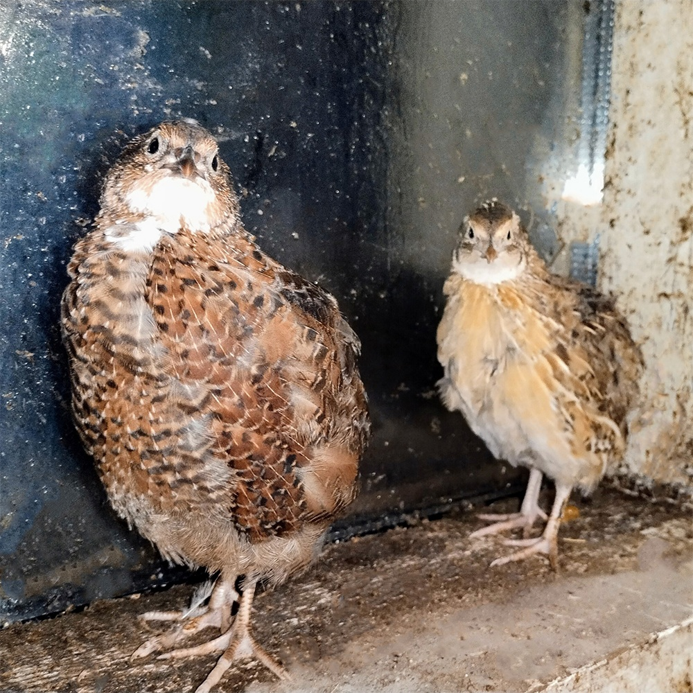 Часть птенцов остались маленькими