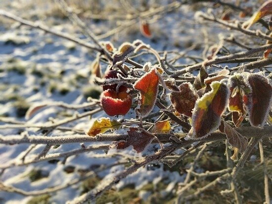     фото: pixabay.com