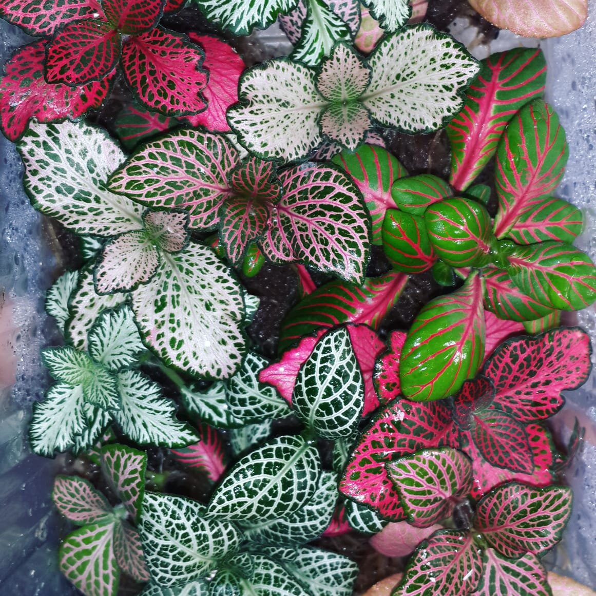 Для фиттоний нужен рыхлый хорошо воздухопроницаемый грунт. Тогда они будут радовать вас своими яркими красками. 