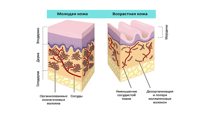 Образование кожи рисунок