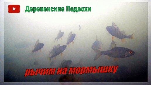 Подводная съемка. Реакция рыбы на мормышку в глухозимье.