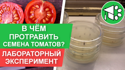 Чтобы томаты не болели, я всегда провожу дезинфекцию (протравливание) семян перед посевом. Рассказываю рабочий способ с зелёнкой