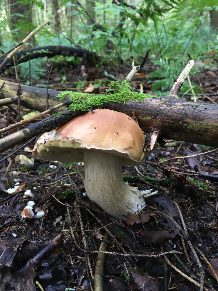 Есть ли грибы 2023. Кировск мурманская область какие грибы. Есть ли грибы 2023. Есть ли грибы 2023. Грибы есть в лесу сейчас.