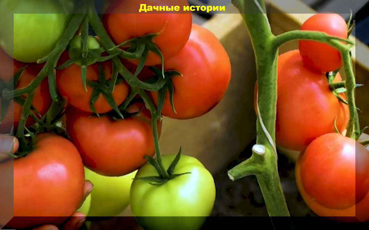 Фотографии ЕЙТИНА МАТЬ ТОМАТЫ