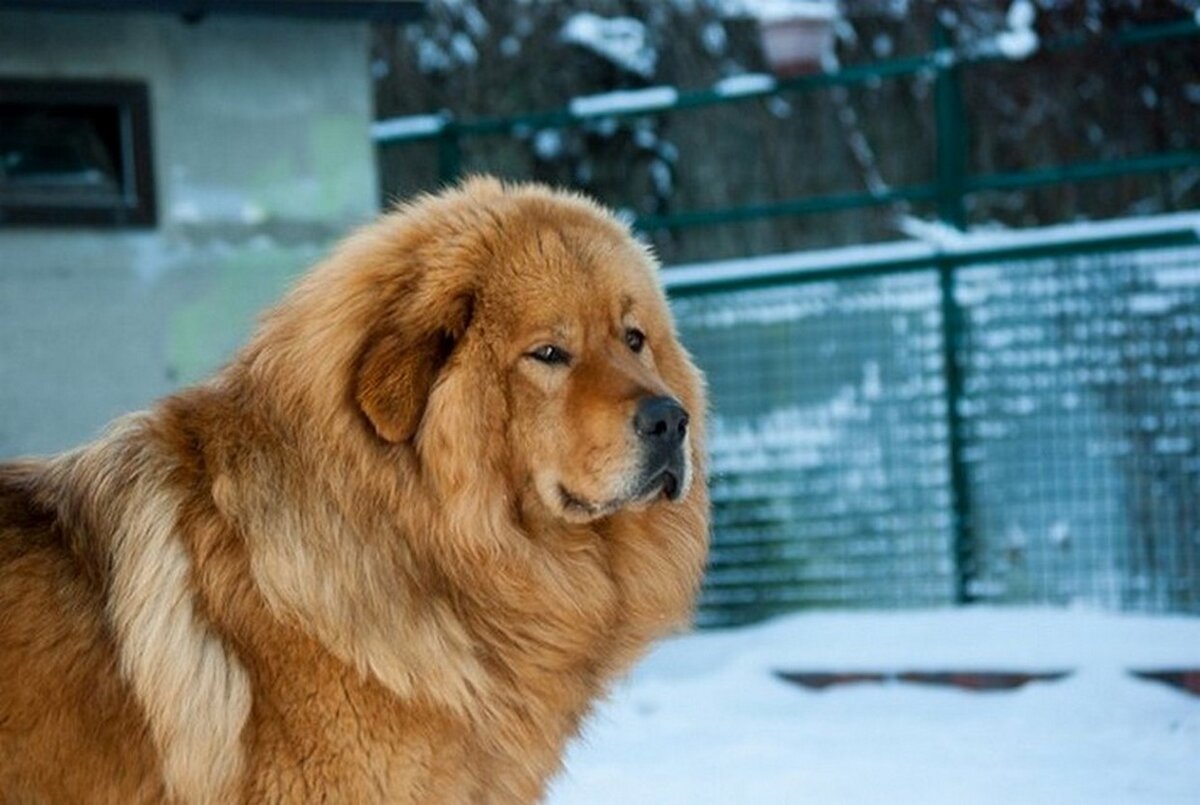 тибетский мастиф