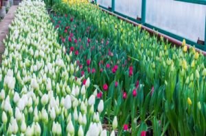    Фото: tulpany-optom-8marta.ru Ольга Суханова