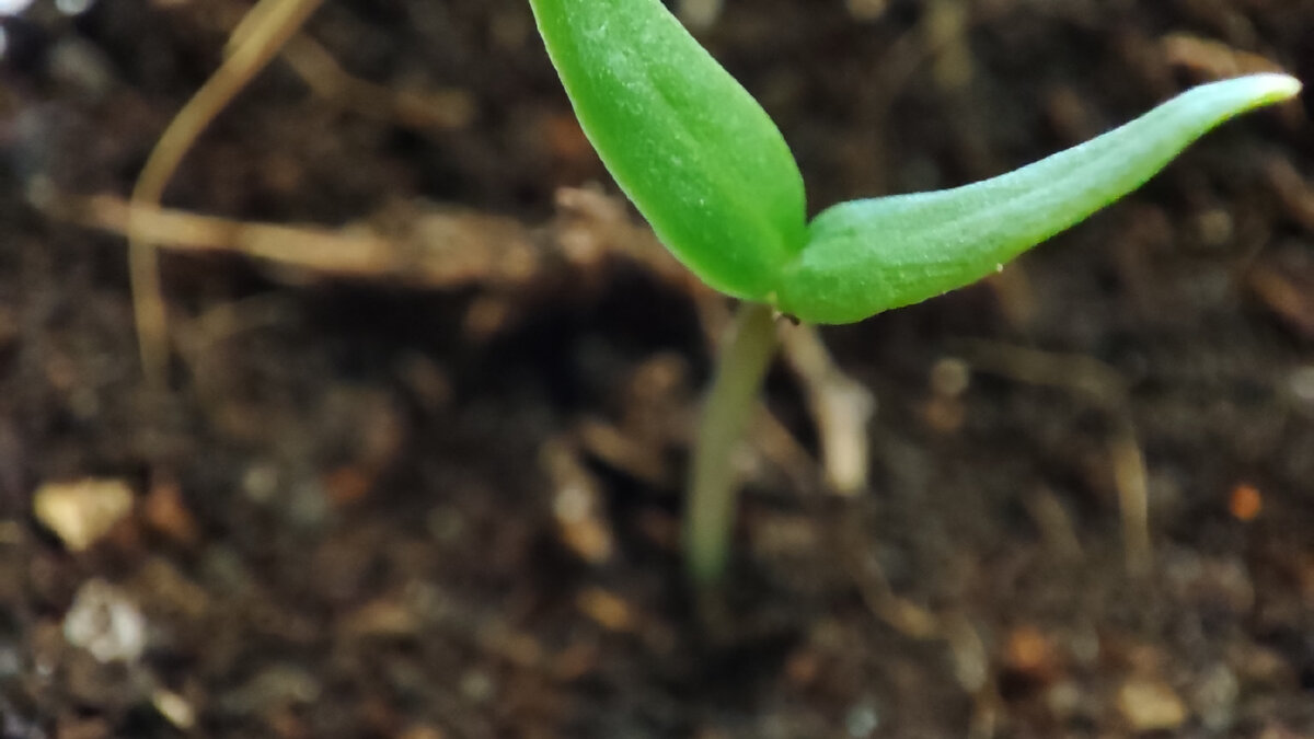 Один из моих перчиков на макросъёмке