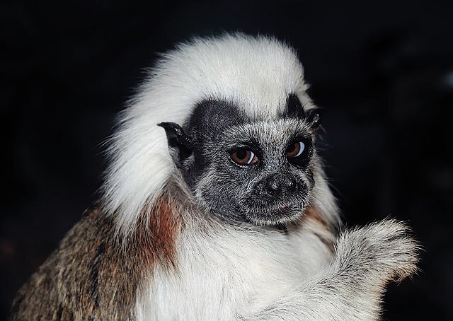 Эдипов тамарин Saguinus oedipus