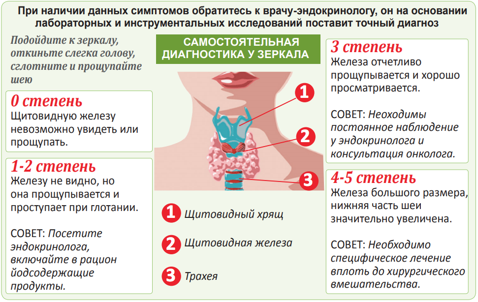 При каких заболеваниях нужно. Щитовидная железа в организме. Щитовидная железа отвечает. Щитовидная железа за что отвечает у женщин в организме.