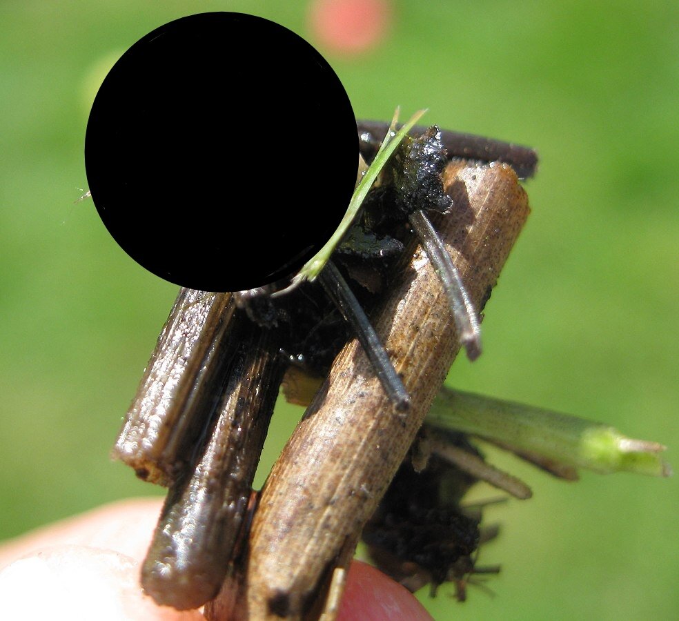 Источник фото: Википедия