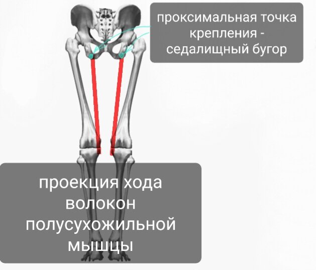 Полусухожильная мышца бедра функции