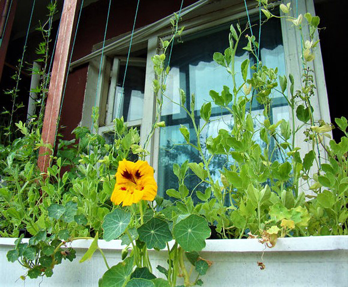 Настурция на балконе: выращивание в кашпо и подвесных горшках, правила ухода. Фото и примеры оформления балкона цветами