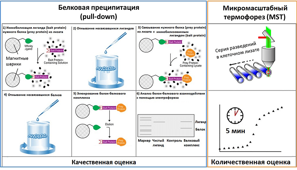 Выделение белка