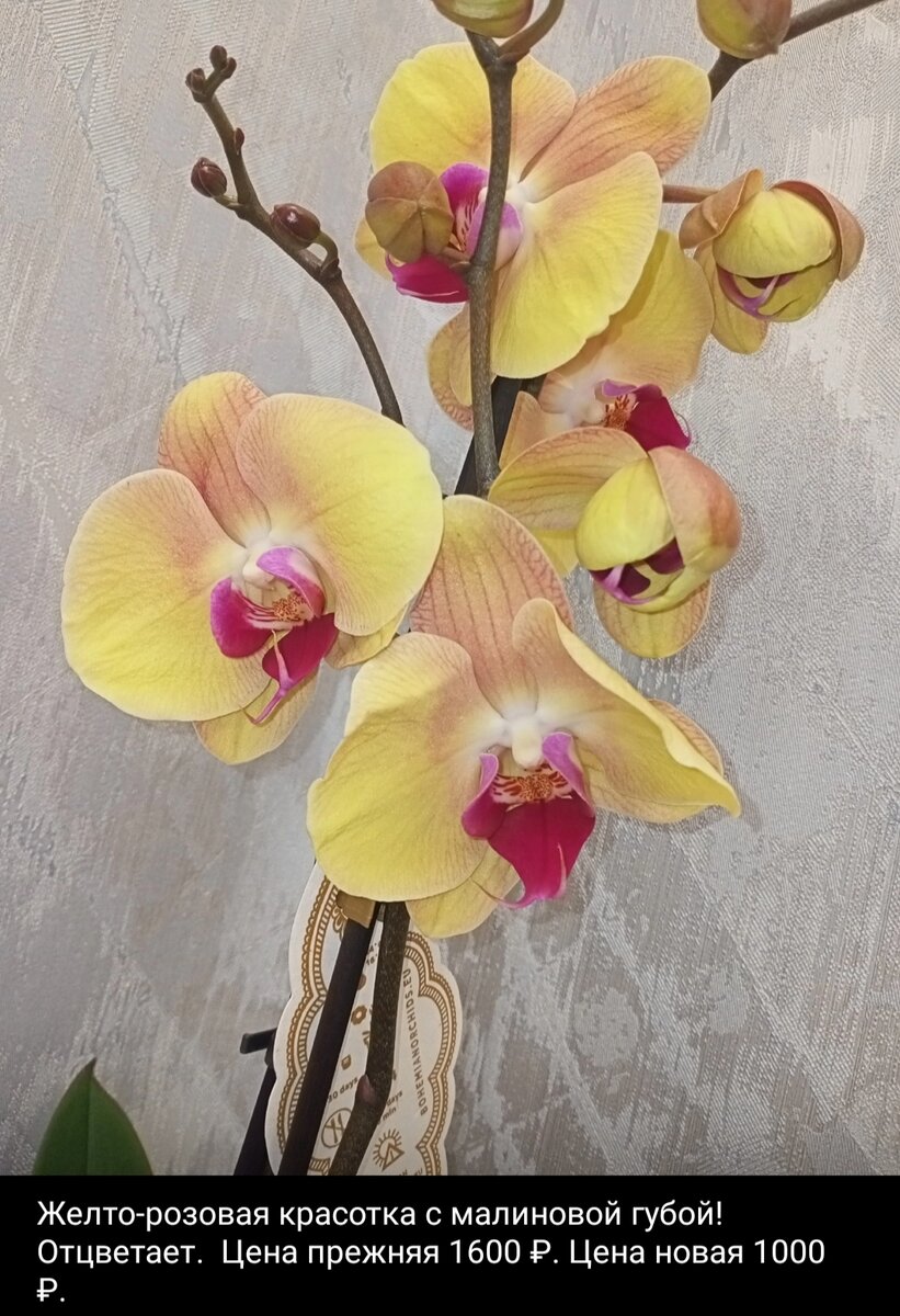 Самая дорогая Орхидея. Сколько стоит самая дорогая Орхидея. Самая дорогая Орхидея в мире фото цена. Желтая Заводская Орхидея цена. Купить орхидею в сочи