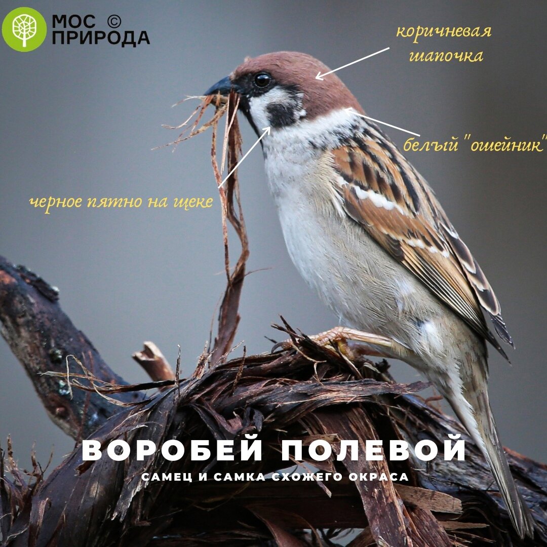 Отличия полевого и домового воробья