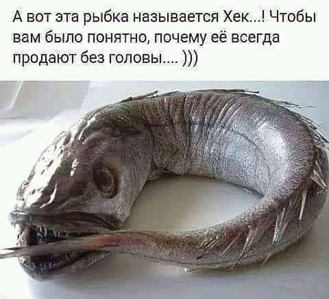 Рыба хек картинки