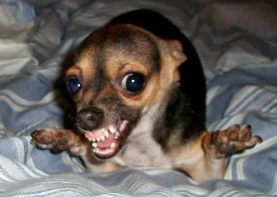      Маленькая злобная собачка