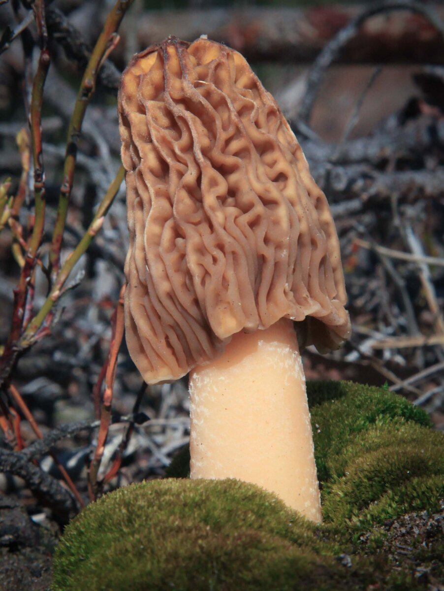 Сморчковая шапочка богемская (Verpa bohemica). Фото автора. 