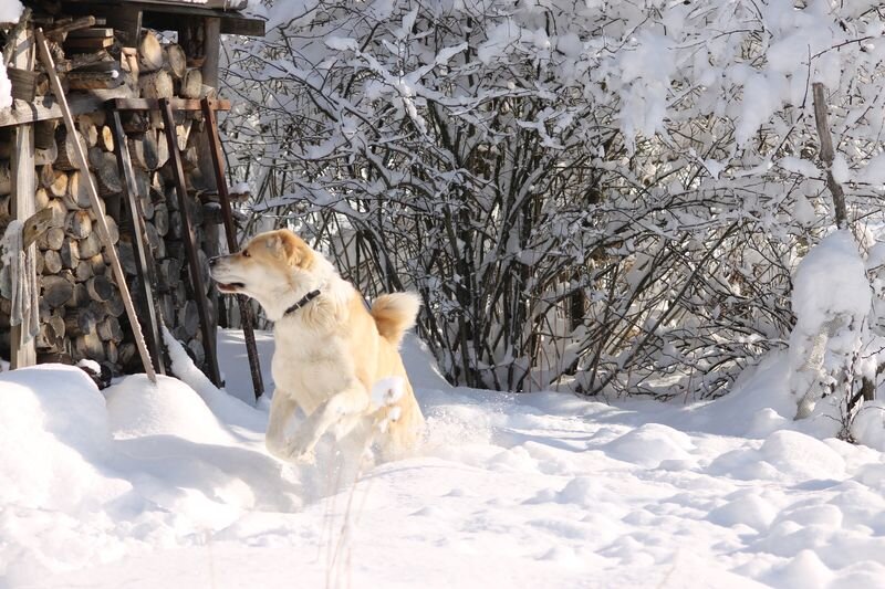 Зара в поисках котов