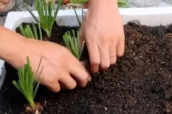 Me encanta tener hierbas frescas en casa. Sobre todo si se cultiva de forma independiente y no es necesario ir a la tienda ni llamar a un delivery para que aparezca en nuestra mesa.-9