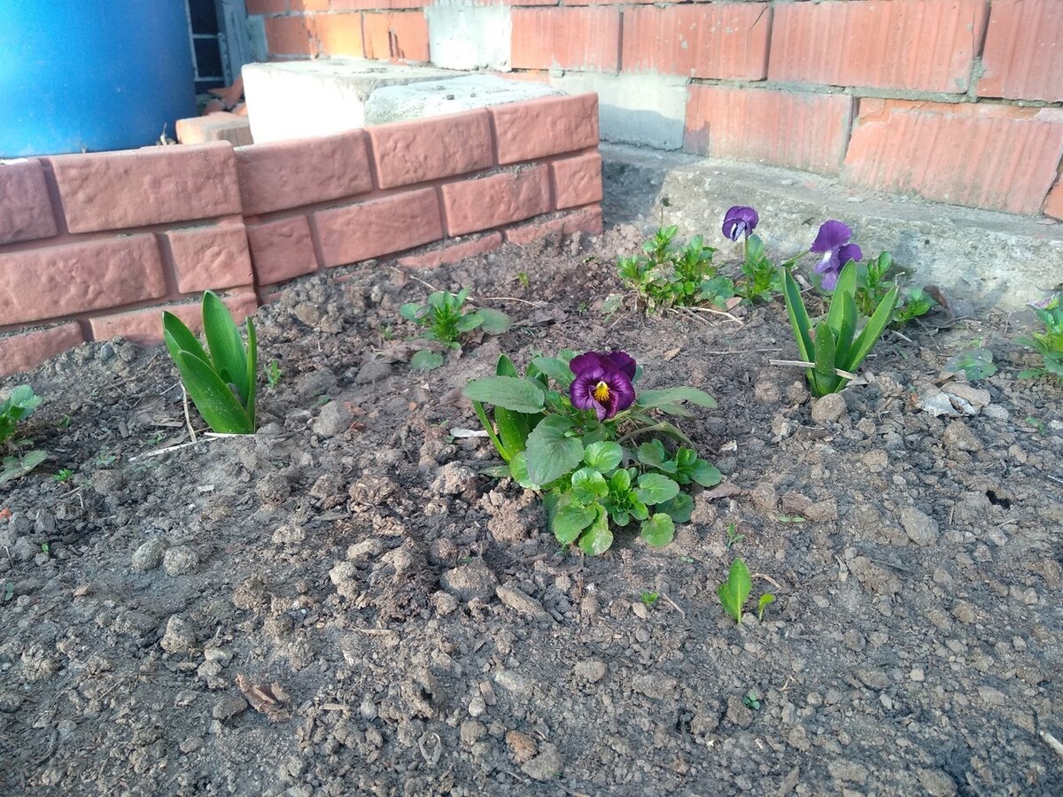 Цветник в середине апреля 2023 года