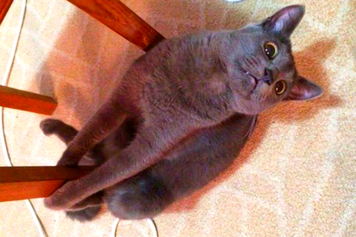 �����-����������. �������� ����: pikabu.ru