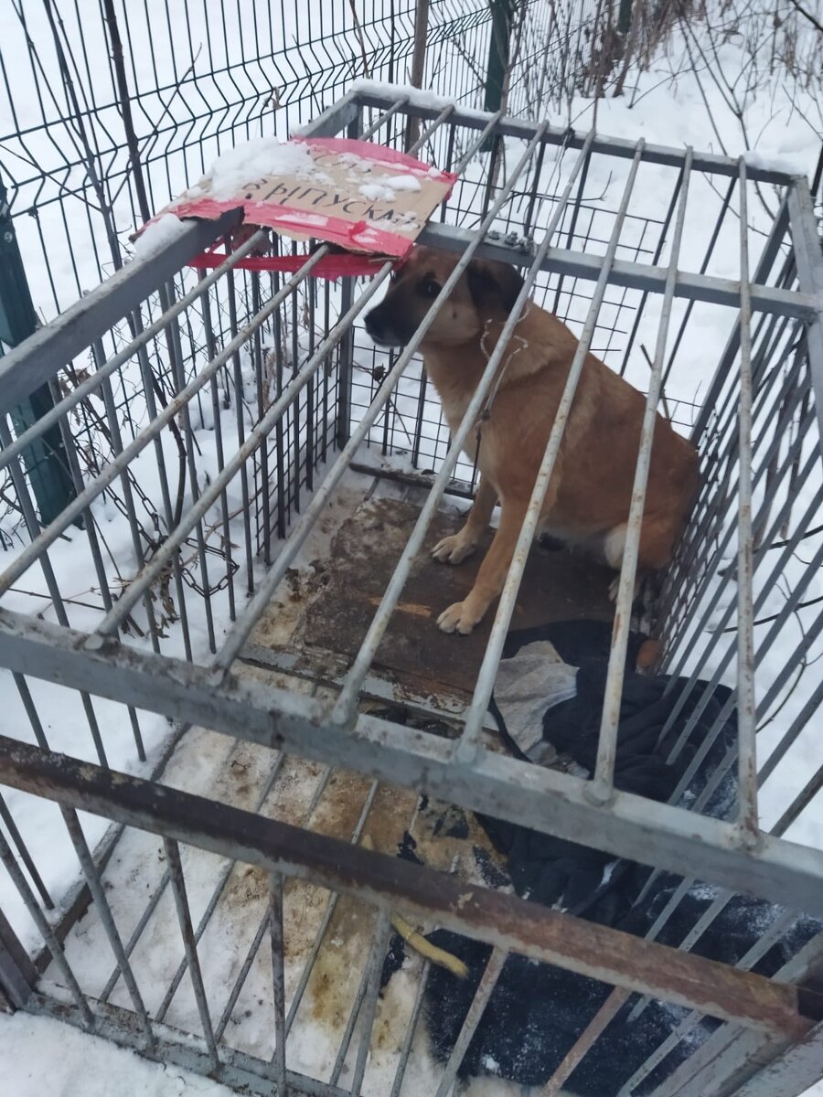 Беременная старшая сестра Петра и Гросса