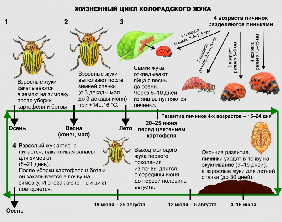 Развитие колорадского жука