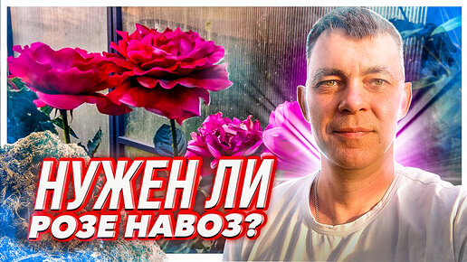 Video herunterladen: КАК НАВОЗ УБИВАЕТ РОЗЫ / РОЗЫ В САДУ: УХОД, ВЫРАЩИВАНИЕ И ПОДКОРМКИ