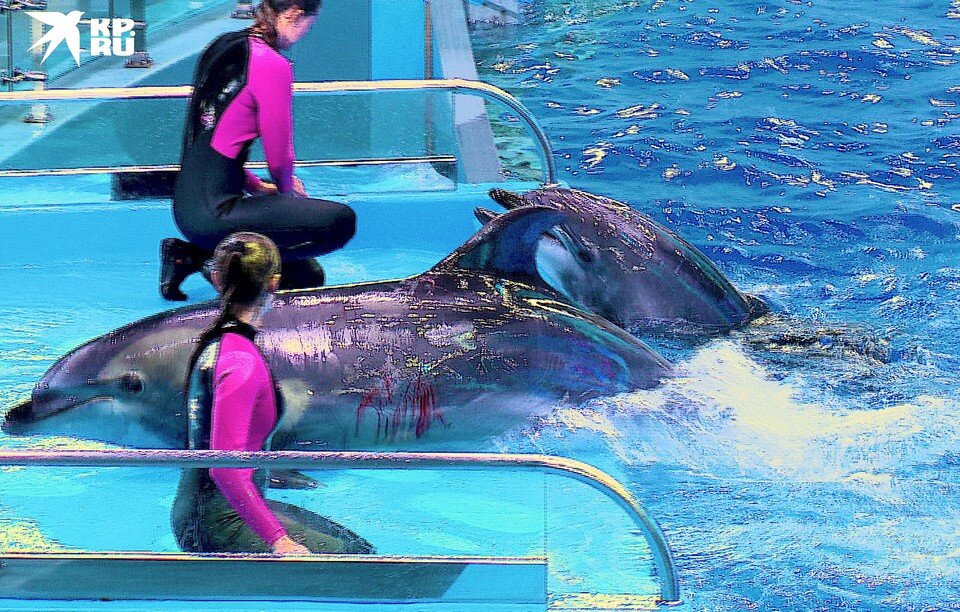    Предоставлено редакции. КП – Владивосток