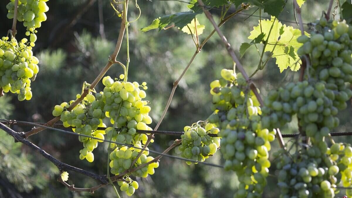    Виноград© Globallookpress