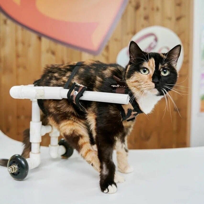 Наши хвостики просят о помощи!