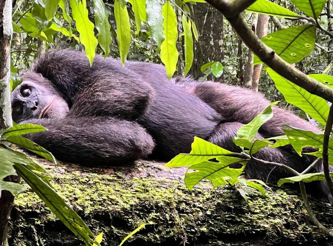 ближайший родственник человека.