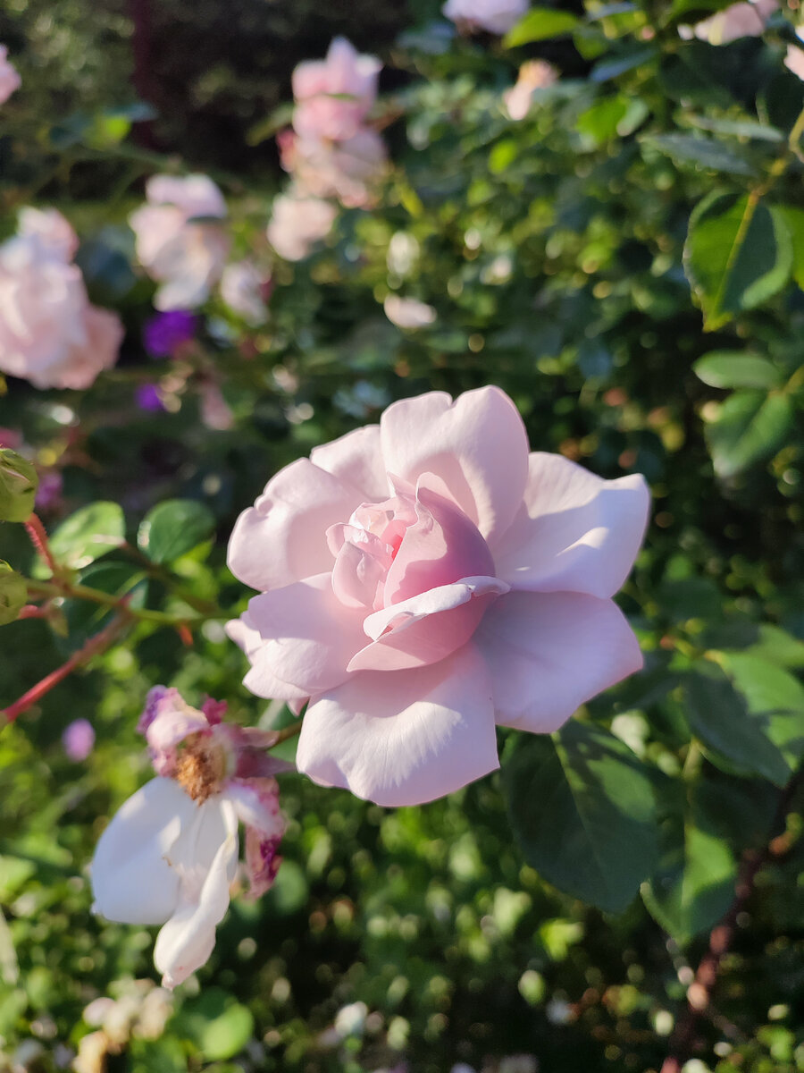 Роза розовая. Все фото автора.