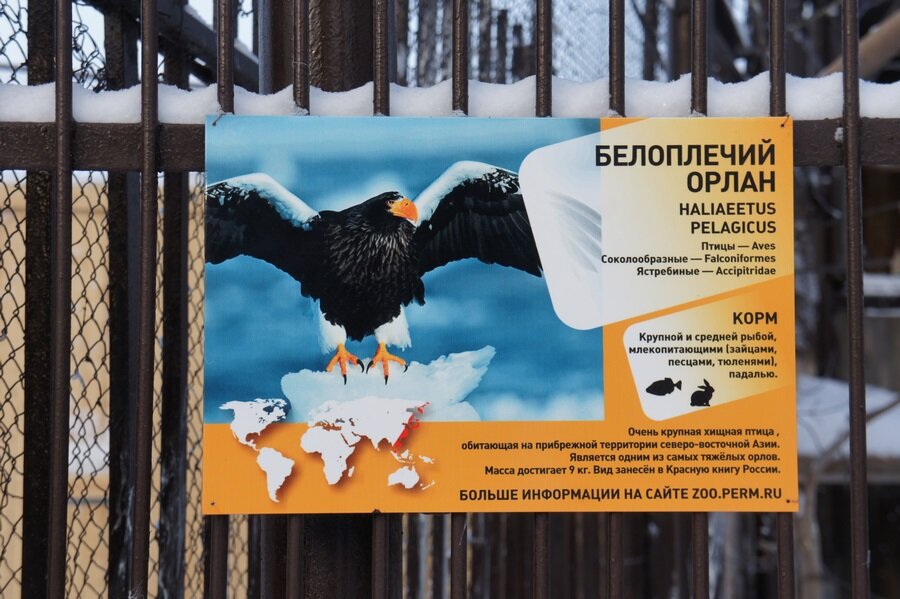 Зоопарк пермь время работы. Медведь в пермском зоопарке надел бочку. Куда переехал зоопарк пермь. Зоопарк пермь время работы. Пермский зоопарк фото.