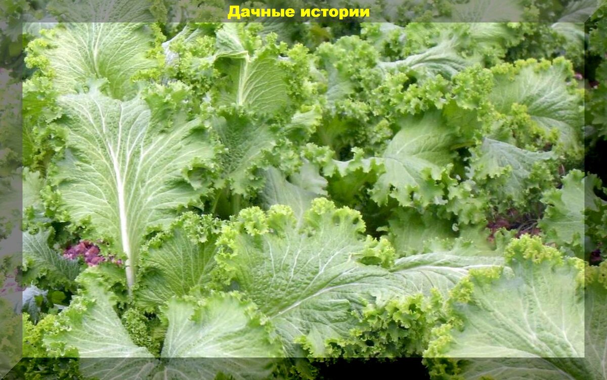 https://vk.com/photo-159774511_457246406