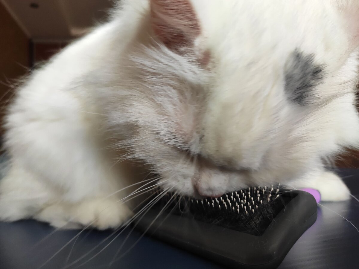 Фото автора. Сама себя чешет 